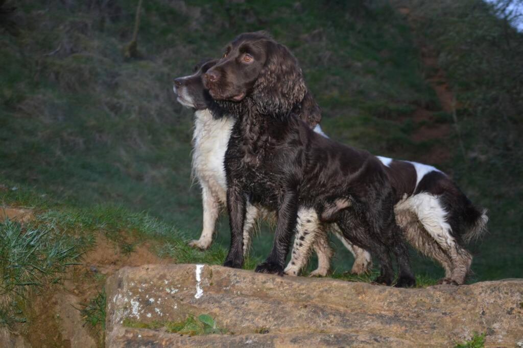 Spaniel Cottage With Views Of Ham Hill, Stoke Sub Hamdon Martock Екстер'єр фото